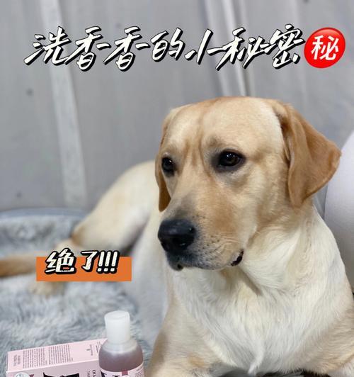狗狗洗澡后，你需要知道的注意事项（狗狗洗澡后，不吹毛可行吗？如何正确护理狗狗？）