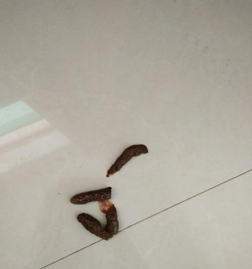 如何预防和治疗夏天宠物拉稀（夏天宠物拉稀的原因分析）