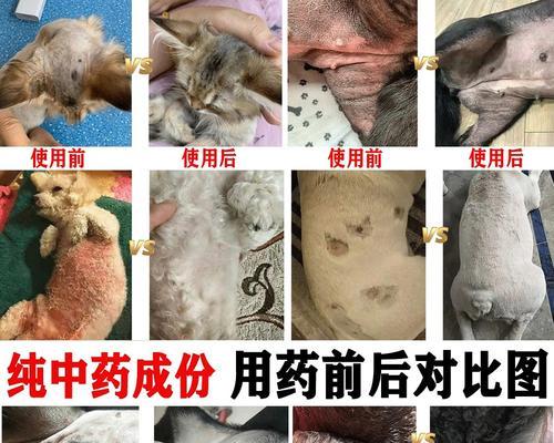 如何处理宠物犬湿疹问题（宠物犬湿疹常见症状及处理方法）