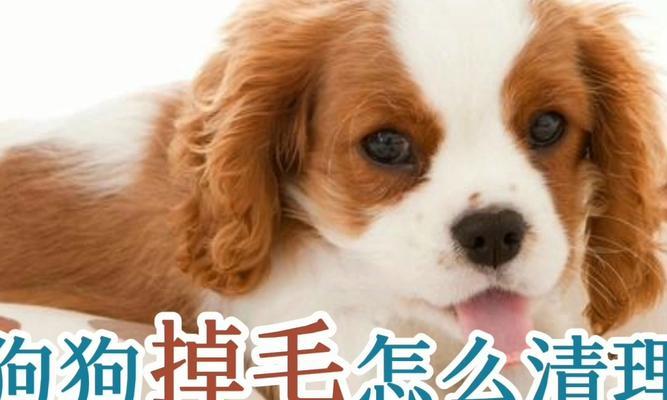 如何护理掉毛期的狗狗（宠物美容师教你应对掉毛期，让狗狗健康美丽）