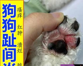 如何预防狗狗趾间炎（宠物爱好者必读，掌握有效预防方法）