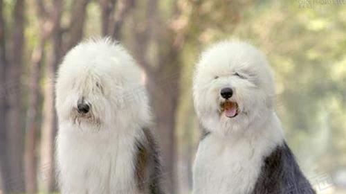 如何正确打理古代牧羊犬的毛发？（以宠物为主，让你的牧羊犬焕然一新）