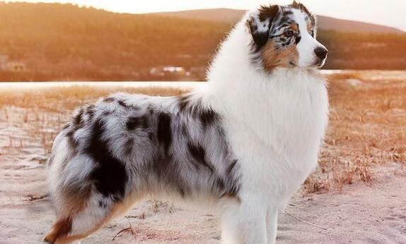 探究古代牧羊犬掉毛的原因（了解掉毛的影响和防治方法）