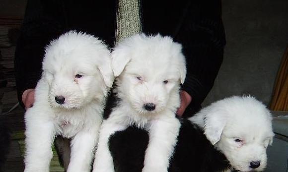 养古代牧羊犬幼犬的经验与技巧（以宠物为主，打造一个快乐的家庭生活）