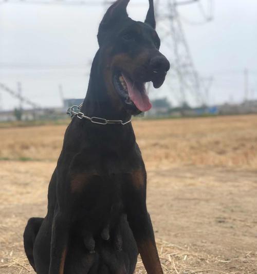 犬类后代能否保证优良品质？（以宠物为主的考察）
