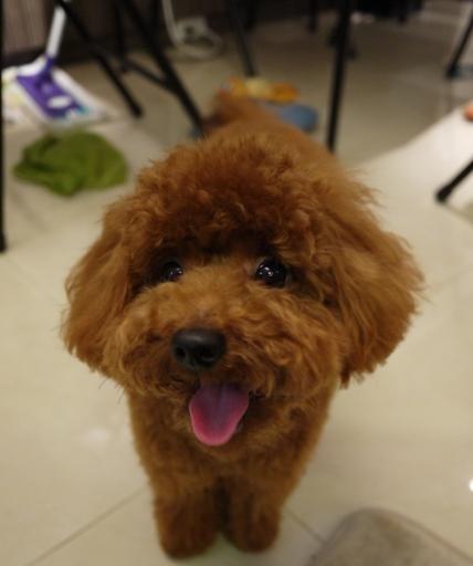 狗狗能吃蛋糕吗？——以贵宾吃蛋糕为例（注意事项和健康建议）