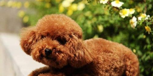 贵宾犬冬季护理全攻略（宠爱你的小贵宾，让它温暖又舒适）