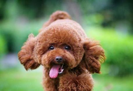 贵宾犬感冒应对全攻略（宠物爱护必备，从预防到治疗的全面指南）