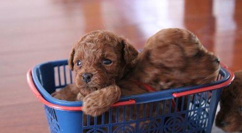 贵宾犬的营养需求与合理搭配（打造健康快乐的贵宾犬生活）