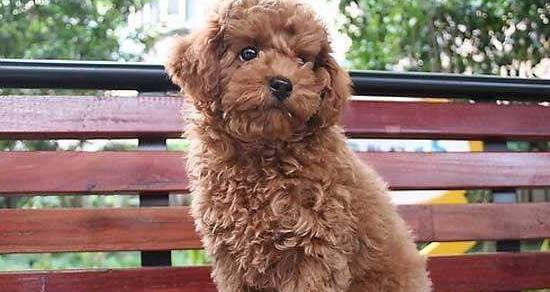 贵宾犬的叫声代表的含义（探秘贵宾犬语言沟通的奥秘）