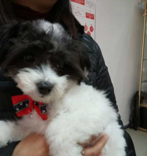 贵宾犬配种后代的颜色分析（以宠物为主，解密贵宾犬后代的颜色遗传规律）
