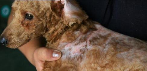 贵宾犬皮肤病治疗秘籍（你需要知道的关于贵宾犬皮肤病的一切）