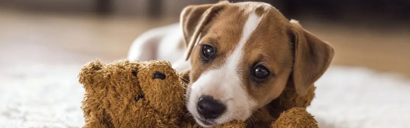 贵宾犬训练指南（掌握正确方法，让贵宾犬成为您的好伴侣）