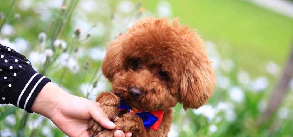 如何帮助巨型贵宾犬克服消化不良问题？