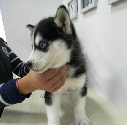 如何给你的哈士奇进行美容养护？（宠物美容养护的常识与技巧）