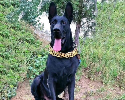 如何科学喂养黑狼幼犬（宠物爱好者必读，让你的黑狼幼犬健康成长）