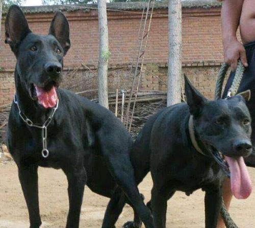 如何鉴别黑狼幼犬的纯度？（从外貌、品种和血统三个方面分析）