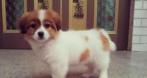 如何有效治疗蝴蝶犬眼屎？（宠物的健康需我们呵护，解决蝴蝶犬眼屎的问题）