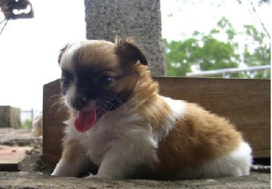 蝴蝶犬幼犬几个月褪毛的原因及处理方法（掌握幼犬褪毛周期，让你的宠物更健康）