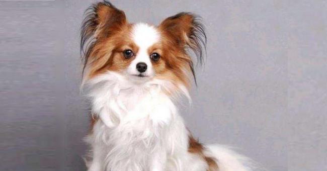 蝴蝶犬大小便训练全攻略（如何让你的宠物不再随地大小便）