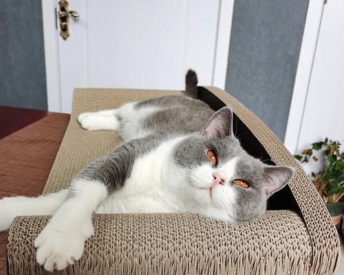 家里的猫咪总是喜欢抓沙发？原因在这里！（揭秘猫咪抓沙发的原因和解决方法，让你家的沙发不再被毁坏！）