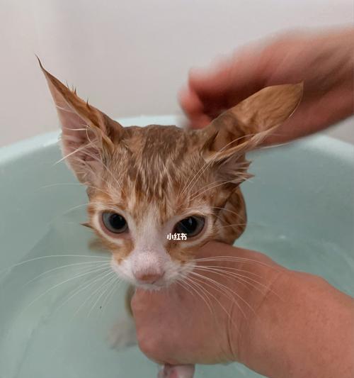 猫咪洗澡注意事项（宠物猫咪洗澡的正确方法及常见问题解答）