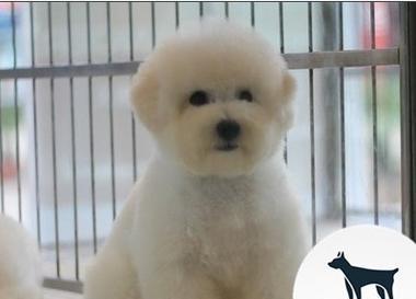 如何选到优质的比熊犬？（宠物爱好者必看的比熊选购指南）