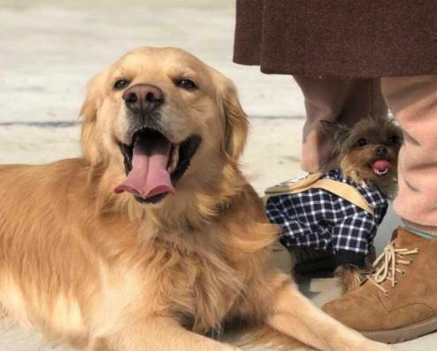 从宠物主人的角度探讨金毛犬的愉悦（从宠物主人的角度探讨金毛犬的愉悦）