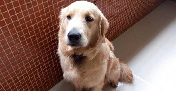 金毛犬训练之道（从几个月开始训练？如何训练？训练的重要性）
