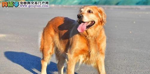 金毛犬训练全指南（从几个月开始，让你的宠物成为品质上乘的黄金犬）