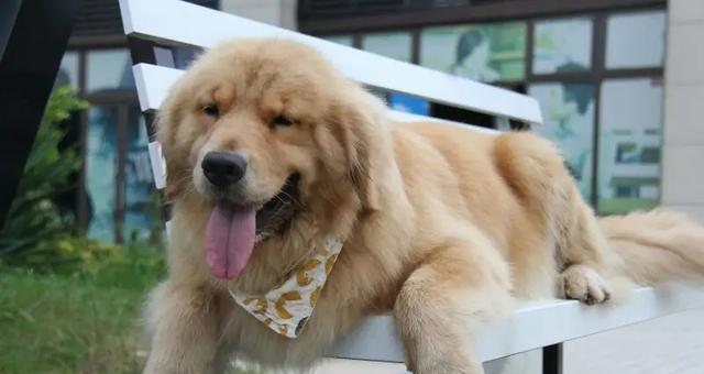 如何判断金毛犬的健康程度？（宠物主人必备知识，让你轻松辨别金毛犬健康问题）