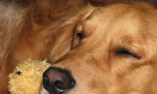 金毛犬眼睛清洁大全（掌握清洁技巧，呵护宠物眼睛健康）