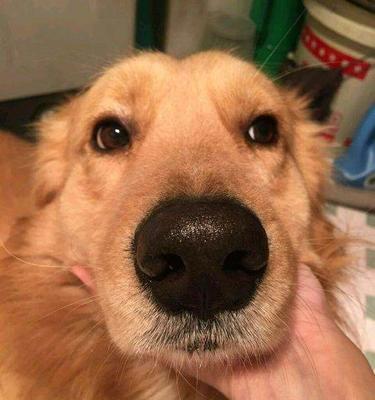 如何治疗金毛犬眼睛疾病？（从早期预防到终极治疗，保护宠物眼睛的全面指南）