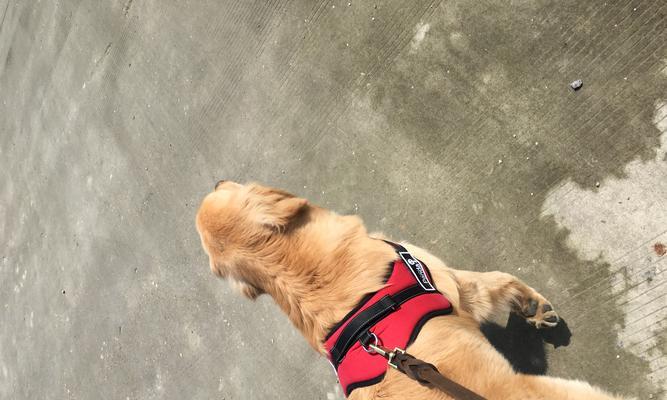 如何训练金毛犬大小便？（从幼犬到成犬，科学有效的方法让你的金毛犬不再乱拉乱尿。）