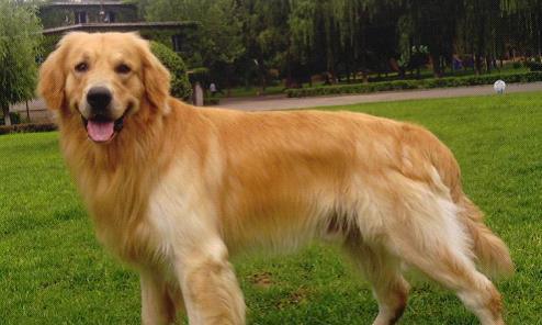 金毛寻回犬名字的由来（探秘这些名字背后的故事）