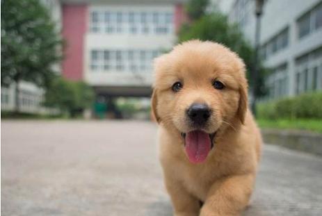 如何基本养护金毛幼犬（宠物主人必知的15个养护要点）