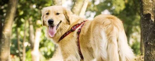 金毛幼犬日常喂养全解析（关注营养，健康成长）