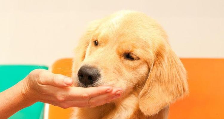 宠物金毛幼犬喂养指南（注意事项、健康饮食、室内外活动、疾病预防等关键点）