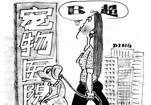 京巴犬怀孕期间的禁忌（宠物主人必知的15个注意点）