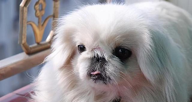 京巴犬洗澡的注意事项（宠物洗澡，保持卫生和健康）