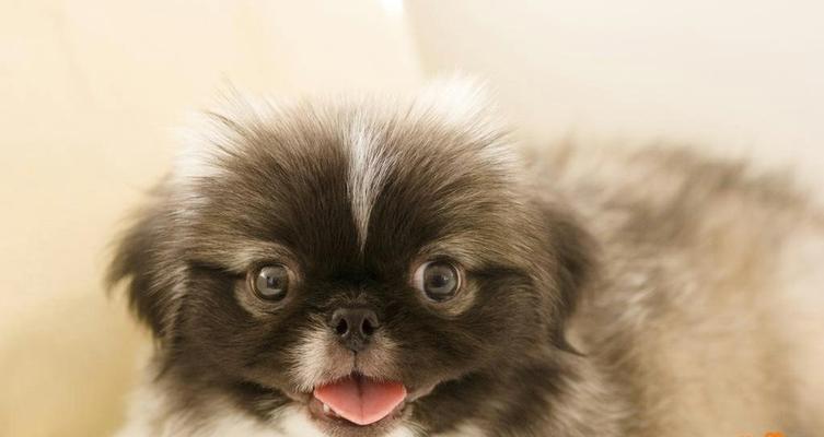 京巴犬眼睛护理，做好让宠物更健康（关注宠物眼健康，重在预防与保养）