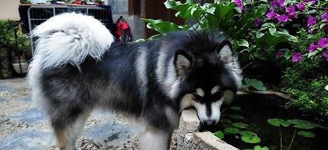 如何科学地为巨型阿拉斯加犬喂食（让宠物健康成长，主人更放心）