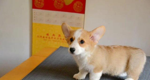 从几个月开始，柯基的头变成主角？