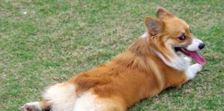 如何培养柯基犬的良好性格（掌握这些技巧，让你的柯基犬成为温顺、忠诚的宠物）