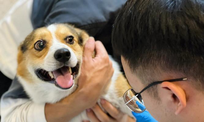 以柯基犬节育的三大好处（宠物健康、减少流浪、改善行为）