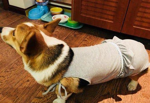 柯基犬拉肚子应对全指南（如何为宠物处理拉肚子问题，让柯基犬快速恢复健康？）