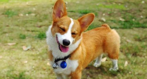 如何训练你的可爱柯基犬（以温和、积极的方式培养你的柯基犬品质）