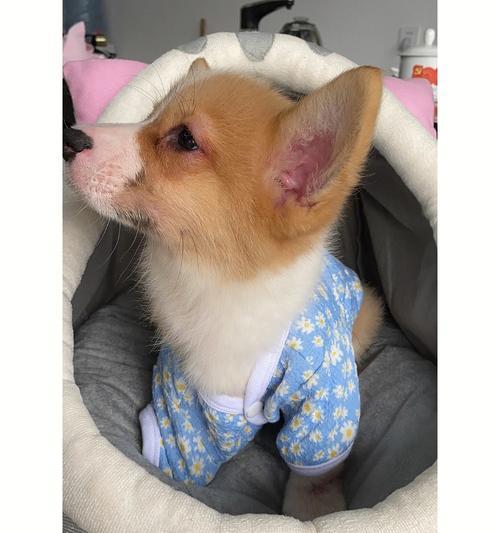 可卡犬得了犬瘟，如何救治？（宠物犬瘟病的预防和治疗，专家建议）