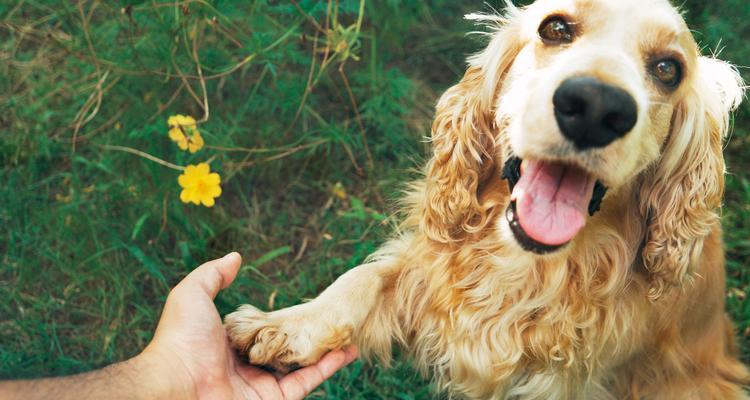 可卡犬宠物美容全攻略（打造出彩可爱的小可卡犬）
