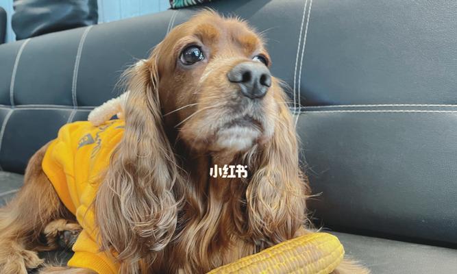 可卡犬日常生活训练之家庭教育（如何让可爱的可卡犬成为家庭的好伙伴？）